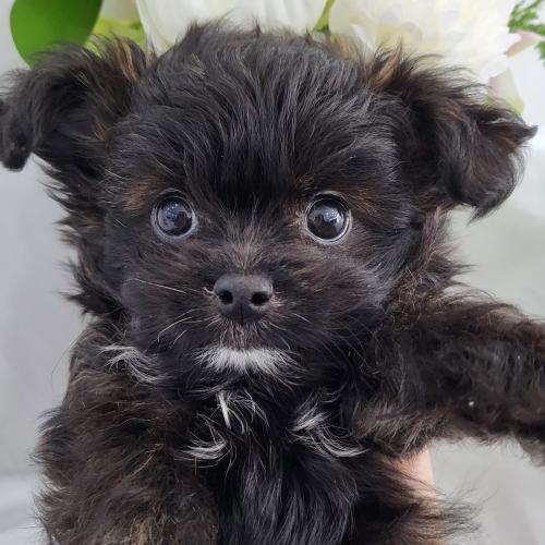 매력넘치는 말티푸. 사랑으로 키워주실분만 역락주세요