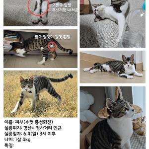 경산 고등어 고양이 찾습니다