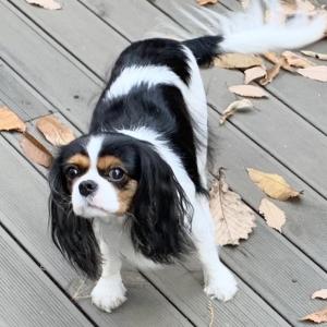 삼성동에서 잃어버린 강아지 찾습니다 !! 블랙+화이트 검은색 긴 귀 브라운 눈썹!