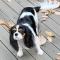 삼성동에서 잃어버린 강아지 찾습니다 !! 블랙+화이트 검은색 긴 귀 브라운 눈썹!