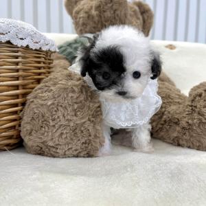 [30만원] 실버파티 토이푸들 아가의 가족을 찾아요 ❤