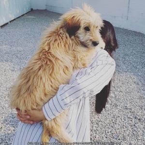 황삽살개 찾아요