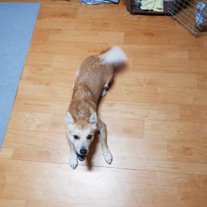 강아지 찾아요ㅜ