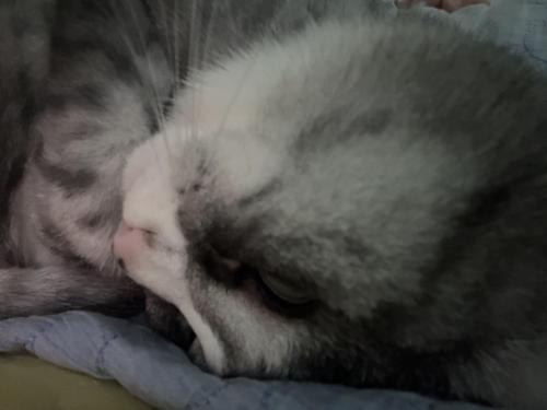 새로운 충선이 가족 찾아요.