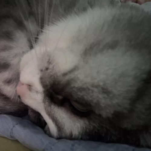 새로운 충선이 가족 찾아요.