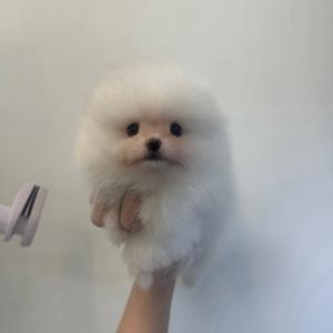 포메라니안 분양해용