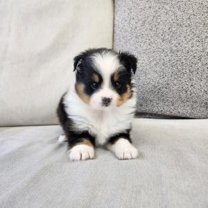 셔틀랜드쉽독분양 셀티분양 2개월령 왕자님 모색 미치게 잘빠졌어요~