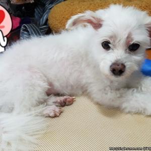 강남구 개포동 주공1단지 흰색 말티즈 레오를 찾습니다.