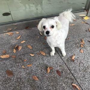 광주 용봉동 말티즈 보호중