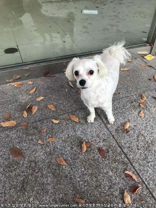 광주 용봉동 말티즈 보호중