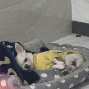 흰색 단모치와와 찾습니다. 홍천 영귀미면