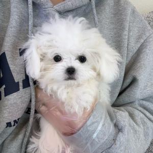 꼬숑분양 3개월 공주님 애교 많고 모량 많아요