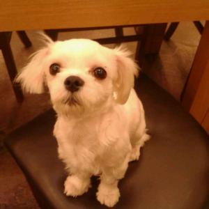 수정구 시흥동 말티즈 토토를 찾습니다