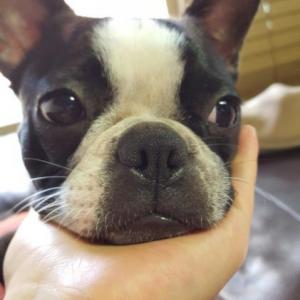 난지한강공원 보스턴테리어 순자 찾아주세요..