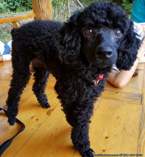 미니엄 검정 푸들 주인 찾아요