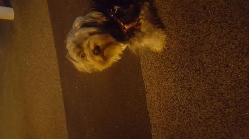 요크믹스 5살 남아 분양합니다