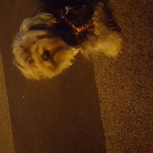 요크믹스 5살 남아 분양합니다