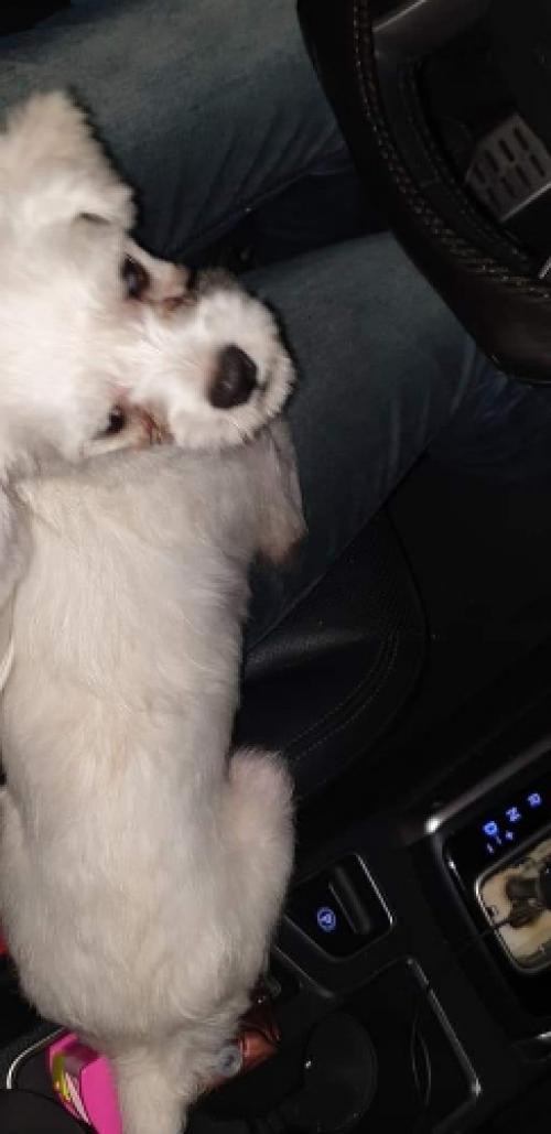 말티즈숫컷보호하고있어요