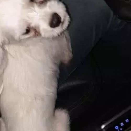 말티즈숫컷보호하고있어요