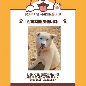 진돗개를 찾습니다.