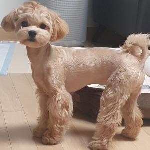 송도동 말티푸강아지 찾습니다