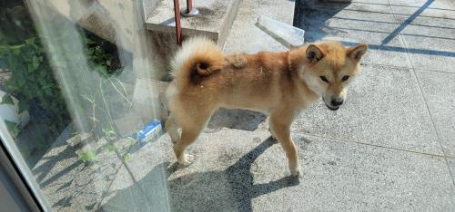 시바견보호중입니다