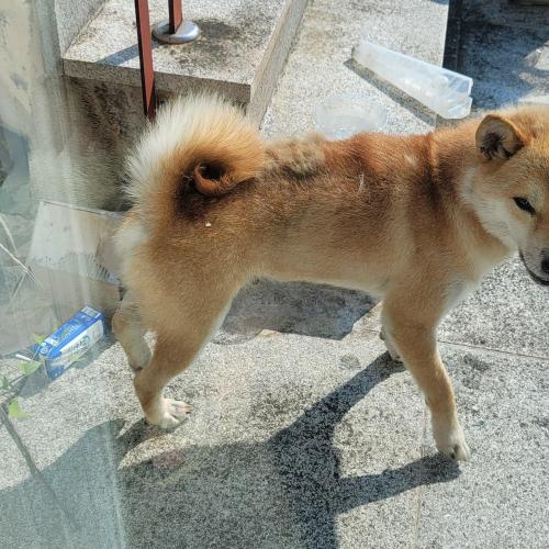 시바견보호중입니다