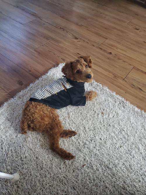 이사로인해 아가를좋은분께분양보내려합니다