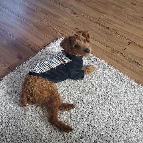 이사로인해 아가를좋은분께분양보내려합니다