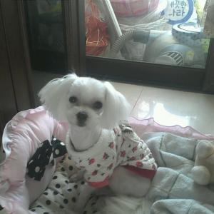 유기견 강아지 찾아요