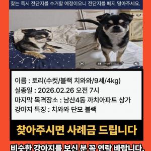 대구 남산동 까치아파트 부근 9살 치와와 실종, 찾아요