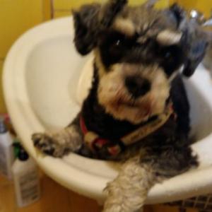 경기도 용인시 기흥구 구갈동 슈나우저 찾습니다.