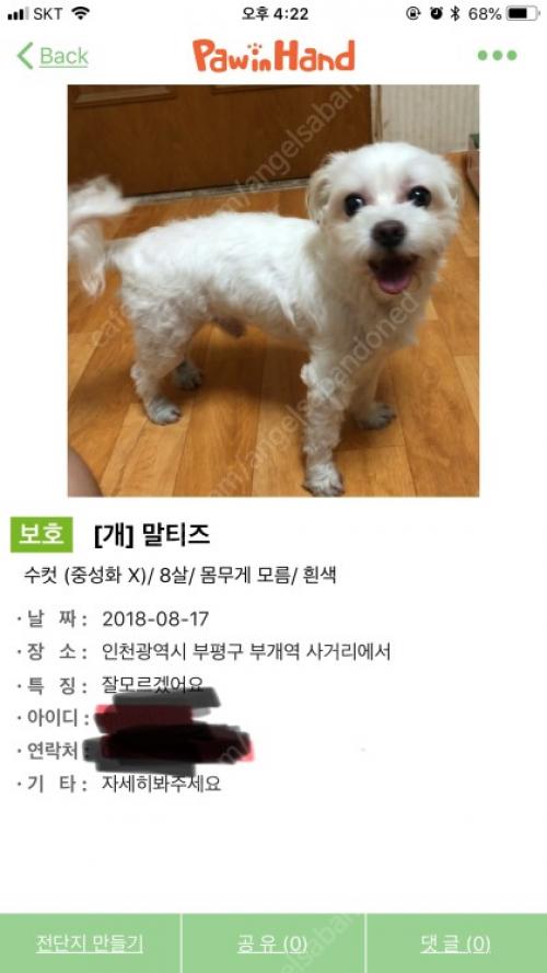 말티즈 남아 보호중입니다.