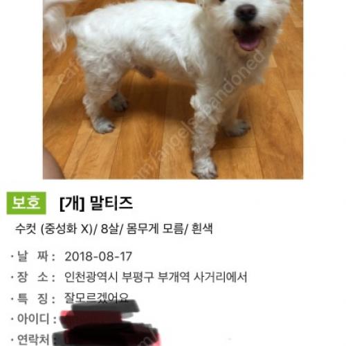 말티즈 남아 보호중입니다.