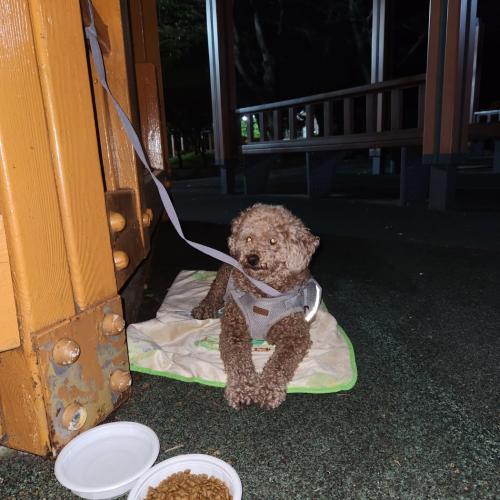 김해시 내외동 경운공원근처 초코푸들 임보중