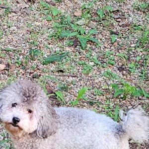 공탄이 찿습니다