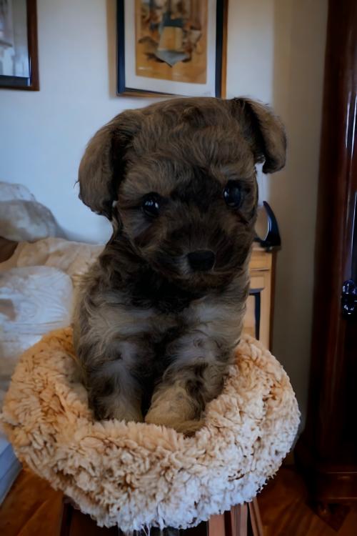 사정상 푸들 분양드립니다 아껴주실 보호자님 연락주세요