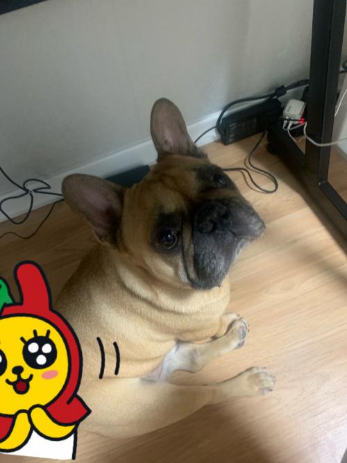 프랜치불독 입양 보내요