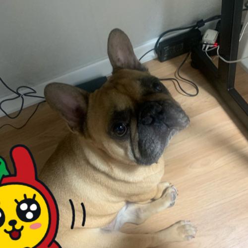 프랜치불독 입양 보내요