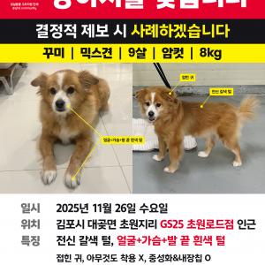 김포 대곶 믹스견 강아지 여아 찾습니다.