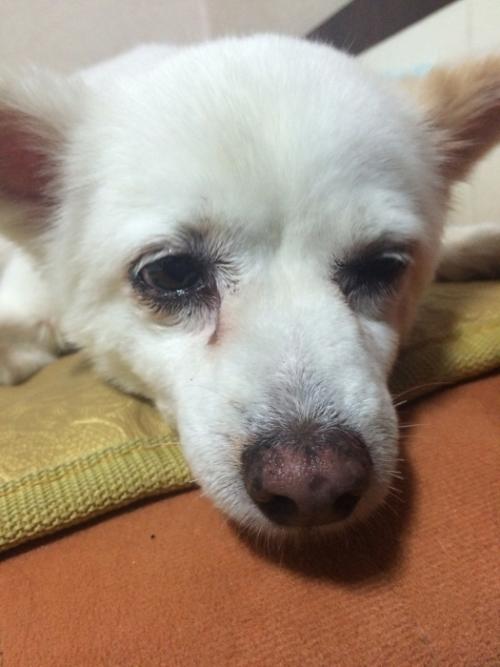 안양시 만안구 박달동 박달사거리에서 발견한 여아 믹스견? 강아지를 보호중입니다,