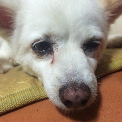 안양시 만안구 박달동 박달사거리에서 발견한 여아 믹스견? 강아지를 보호중입니다,