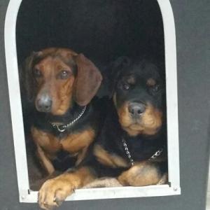 닥스훈트 우리 짭짭이 찾아주세요