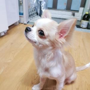 단모 치와와 망고를 찾습니다 ㅠ