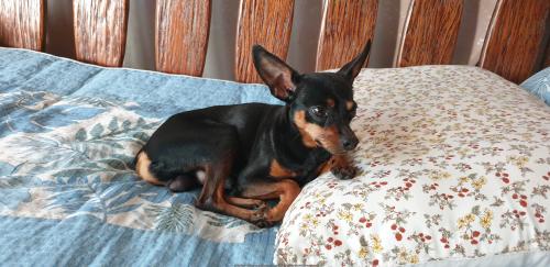 서울 도봉구 한신아파트 에서 미니핀 유기견 임시보호중입니다.