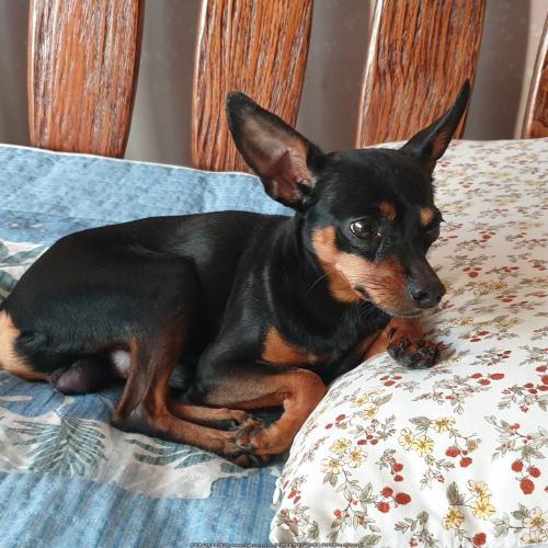 서울 도봉구 한신아파트 에서 미니핀 유기견 임시보호중입니다.