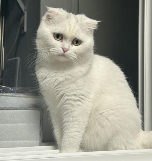 고양이 예쁘게 잘 키워 주실 분 찾습니다!