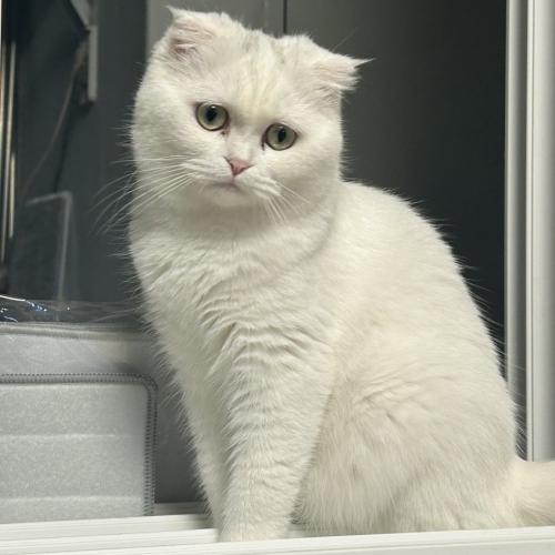 고양이 예쁘게 잘 키워 주실 분 찾습니다!