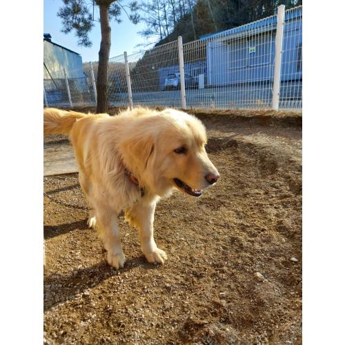 리트리버 허스키 키워주세요 둘다 남아 3년반.  아파트로 이사가요 ㅠ. 파주시 문산읍 율곡리입니다 01026436699