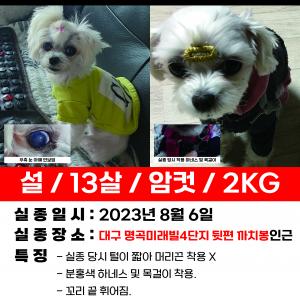 사례금있습니다)1.8kg 작고 하얀 말티즈 찾습니다